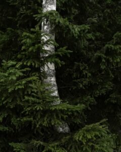 a bear is standing in front of a tree