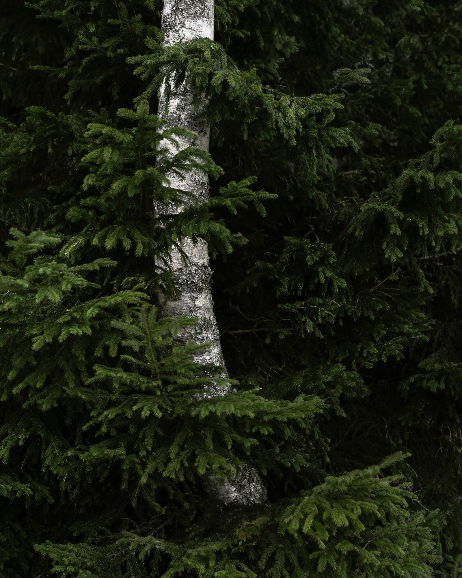 a bear is standing in front of a tree